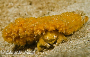 coralcrab by Eduardo Nadal 